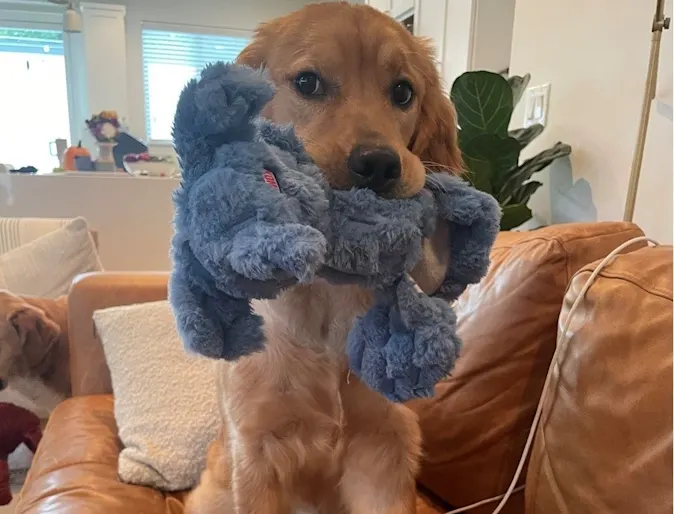 Olive with blue toy her mouth Olive with blue toy her mouth