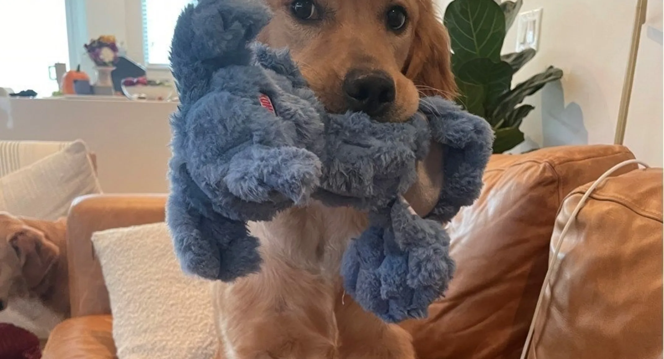Olive with blue toy her mouth Olive with blue toy her mouth