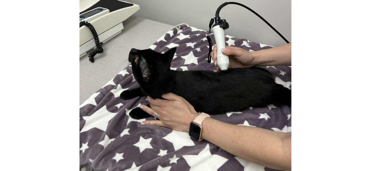 Laser Therapy at Tsawwassen Animal Hospital