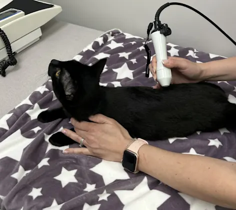 Laser Therapy at Tsawwassen Animal Hospital Laser Therapy at Tsawwassen Animal Hospital