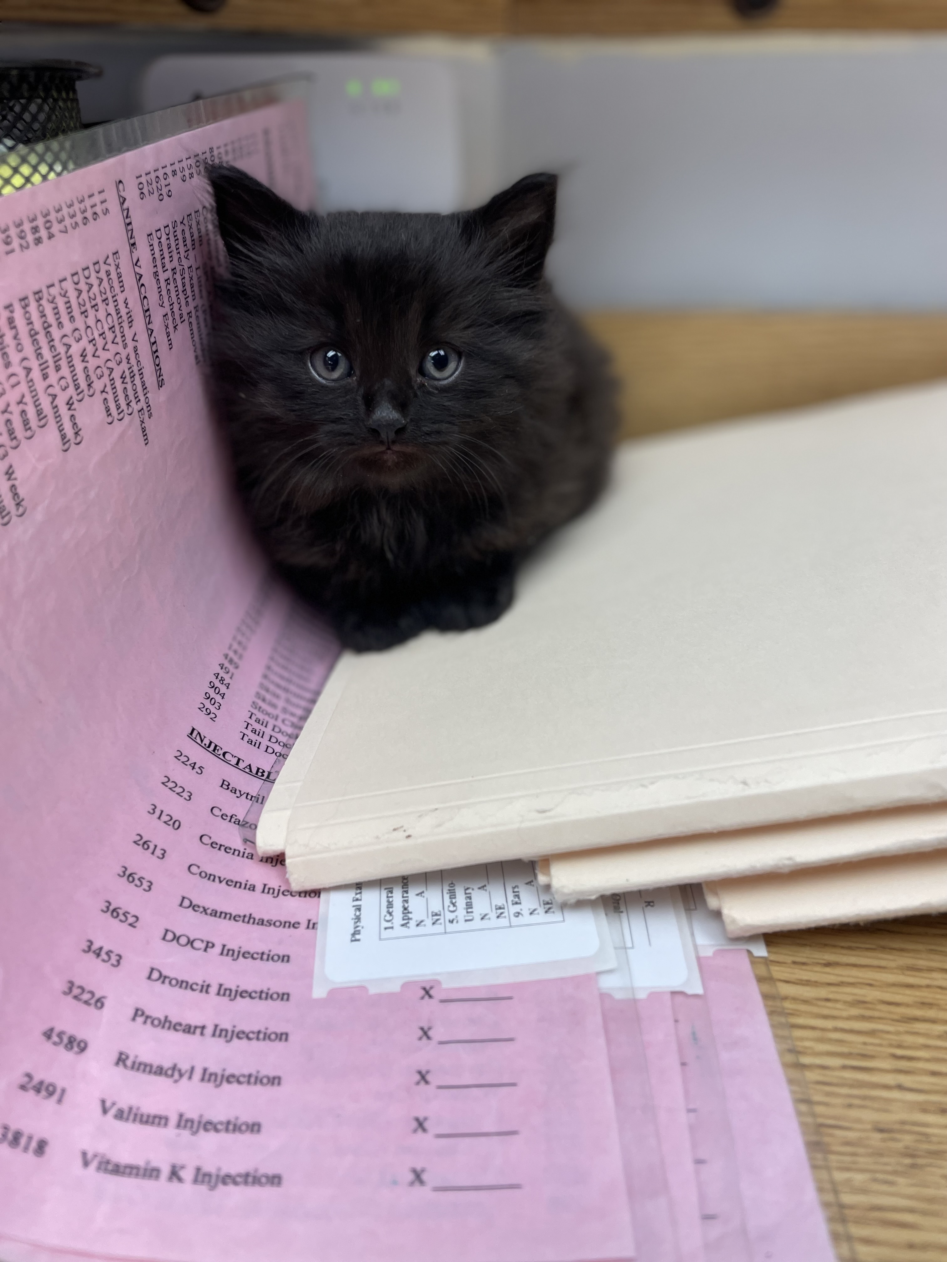 Kitten on Desk at Ferry Farm Animal Clinic