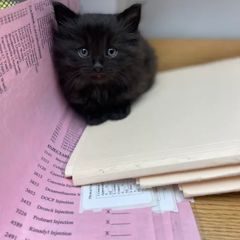 Kitten on Desk at Ferry Farm Animal Clinic Kitten on Desk at Ferry Farm Animal Clinic