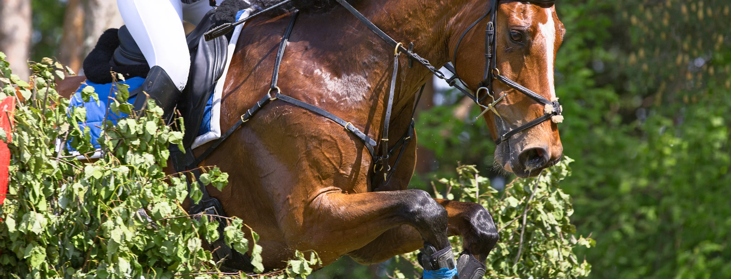 a person riding a horse a person riding a horse