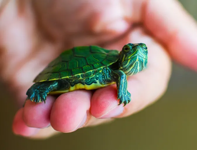 Turtle sitting in a person's hand Turtle sitting in a person's hand