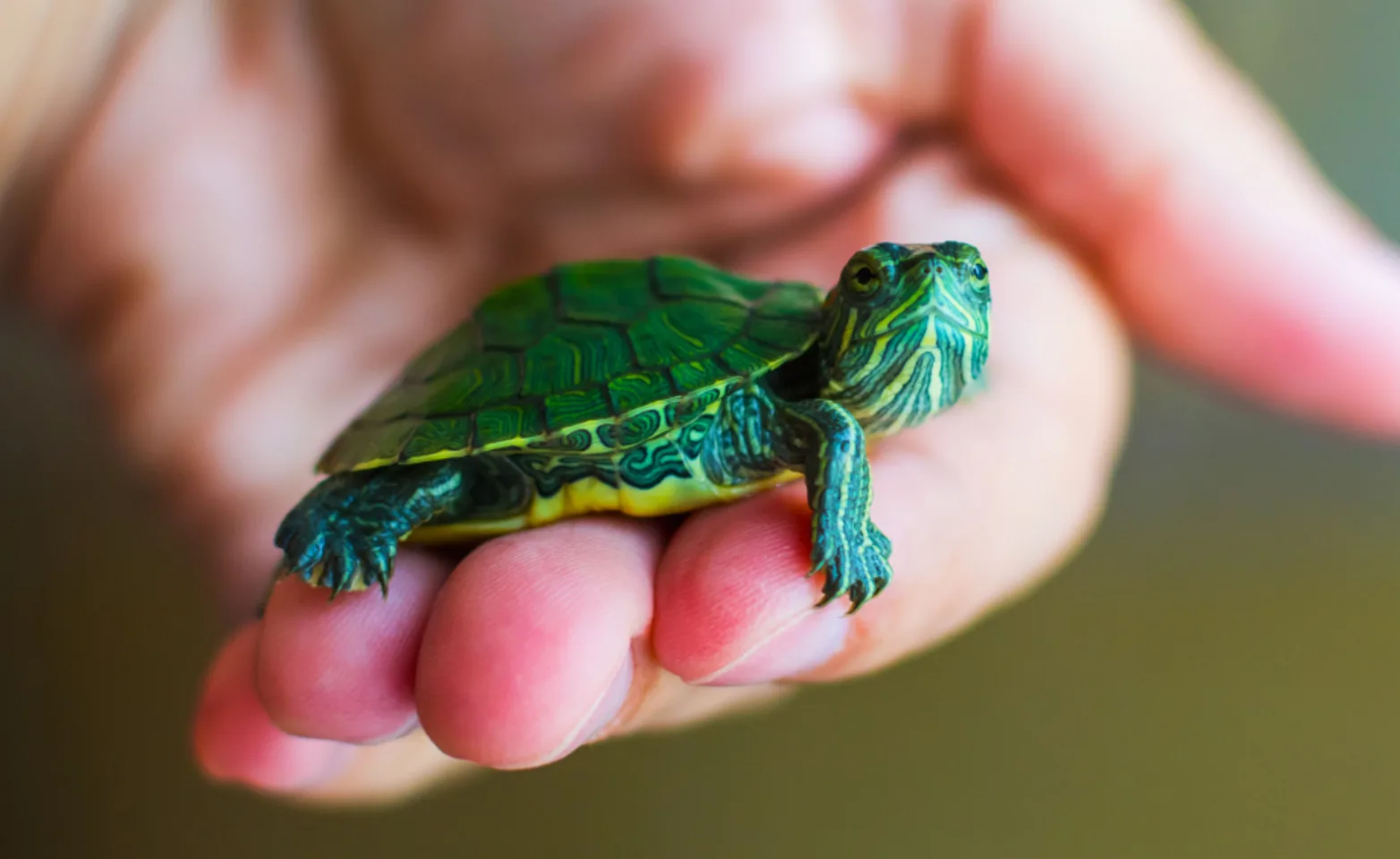 Turtle sitting in a person's hand