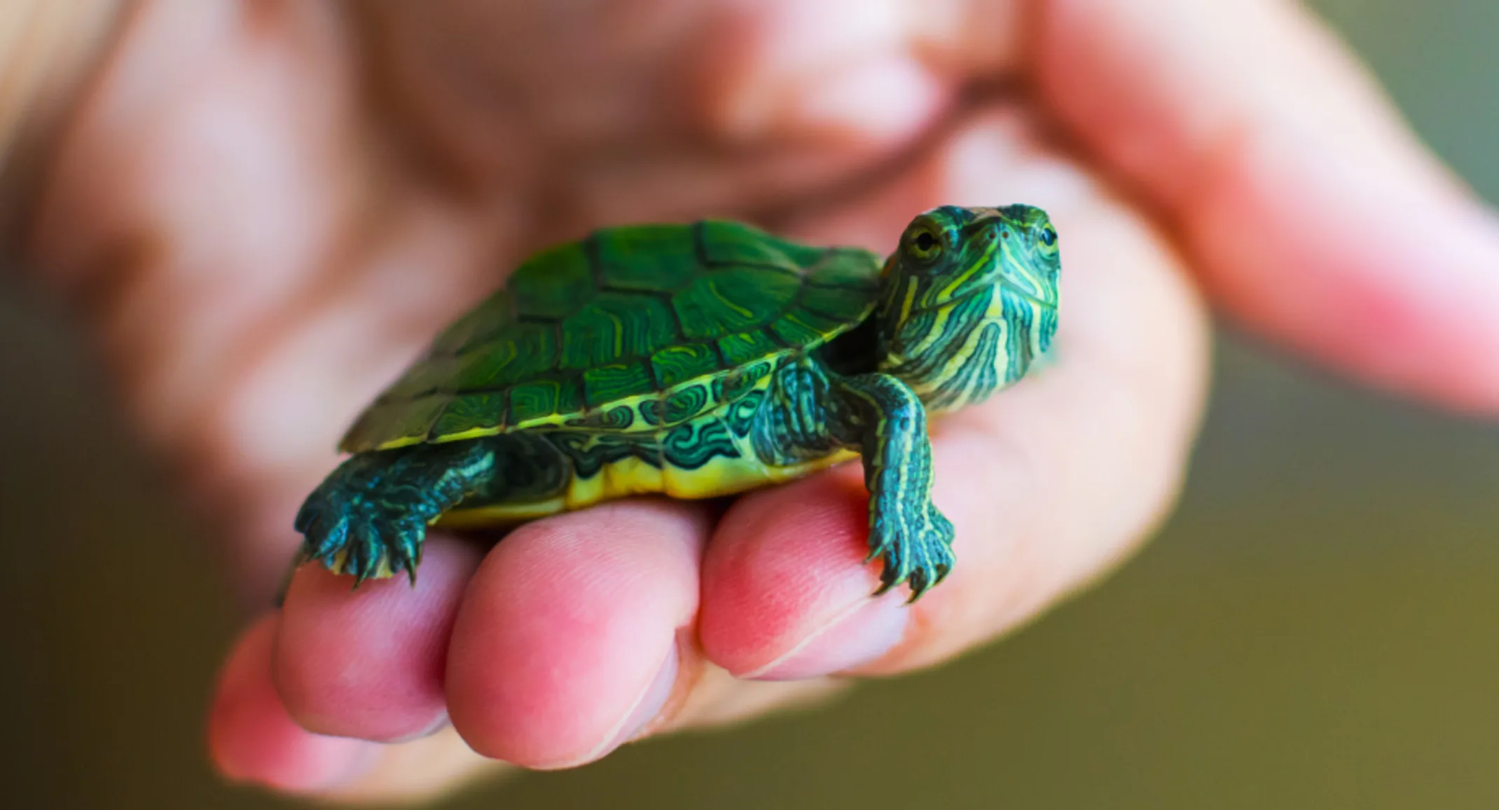 Turtle sitting in a person's hand Turtle sitting in a person's hand
