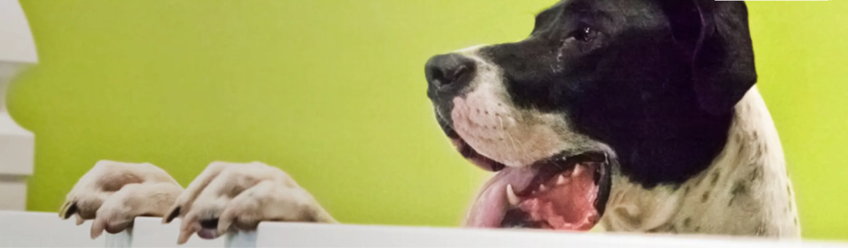 Black/White Dog Peering Over Divider at Pooch Hotel Black/White Dog Peering Over Divider at Pooch Hotel