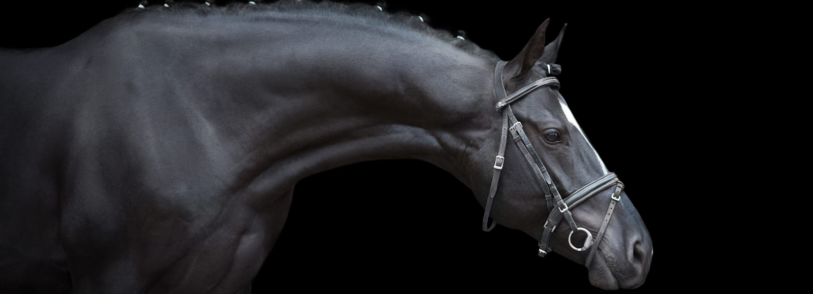 Black Performance Horse in Studio