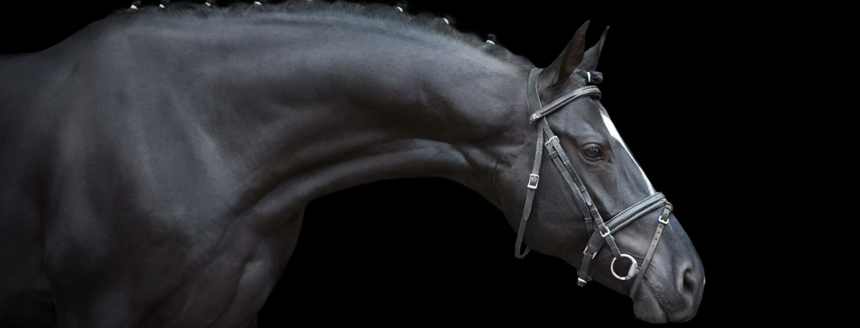 Black Performance Horse in Studio Black Performance Horse in Studio