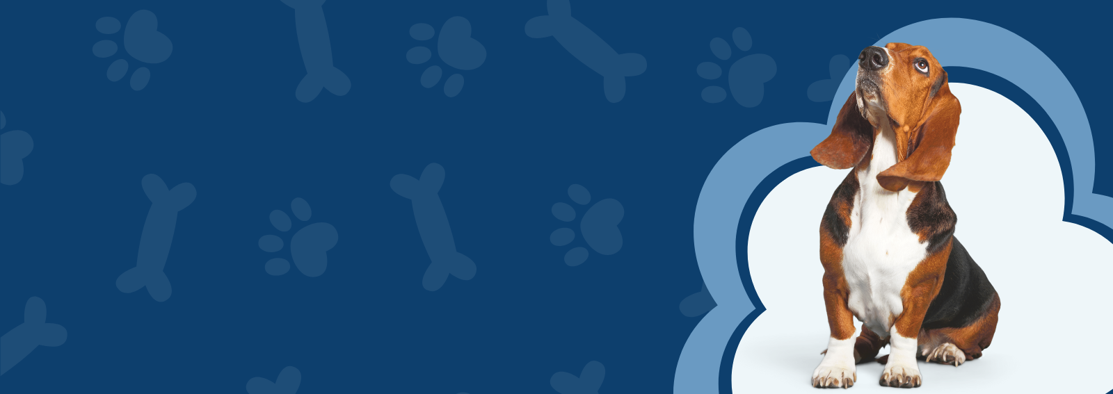 Basset Hound Navy Blue Background