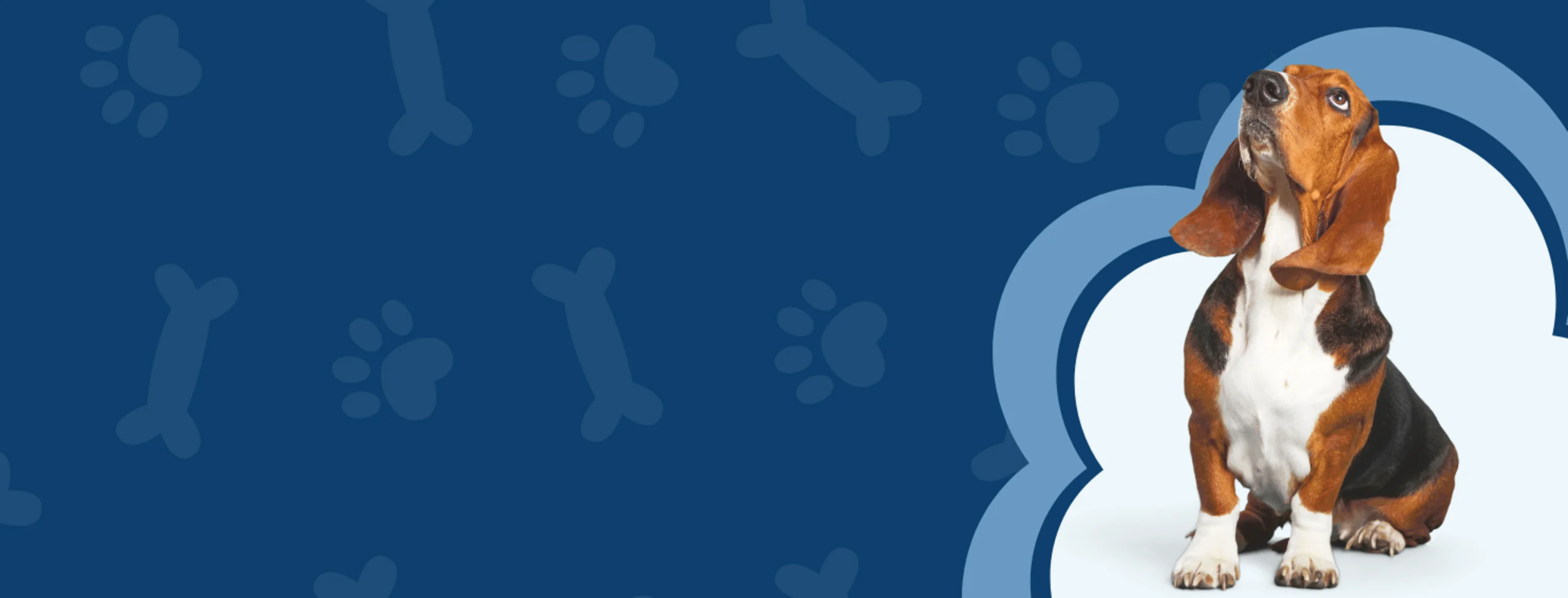 Basset Hound Navy Blue Background Basset Hound Navy Blue Background