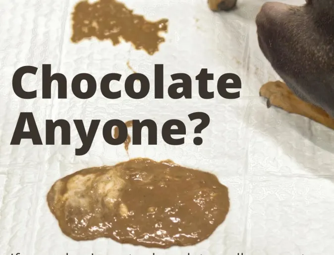 Chocolate Poisoning Flyer for Dogs Chocolate Poisoning Flyer for Dogs