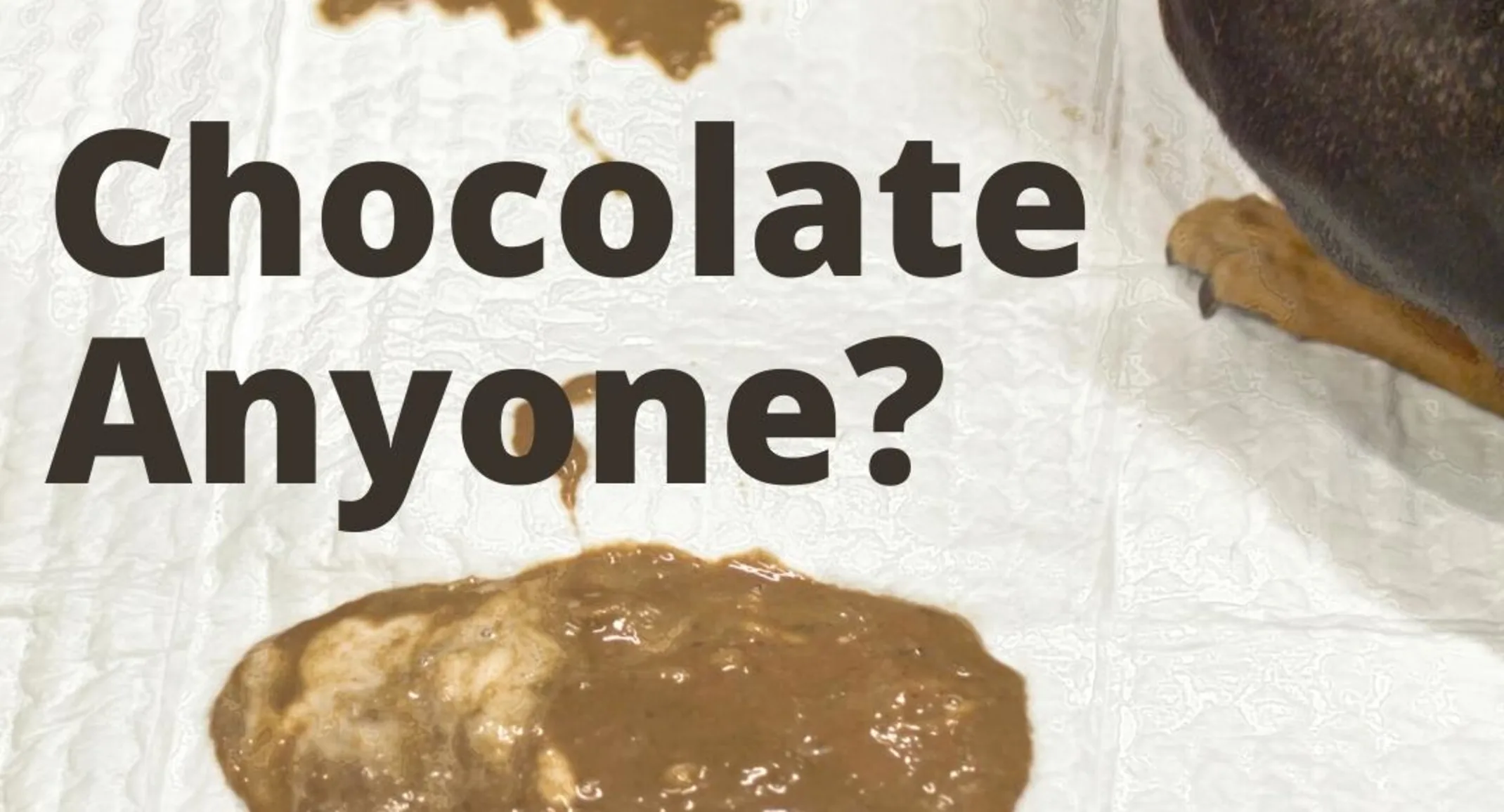 Chocolate Poisoning Flyer for Dogs Chocolate Poisoning Flyer for Dogs