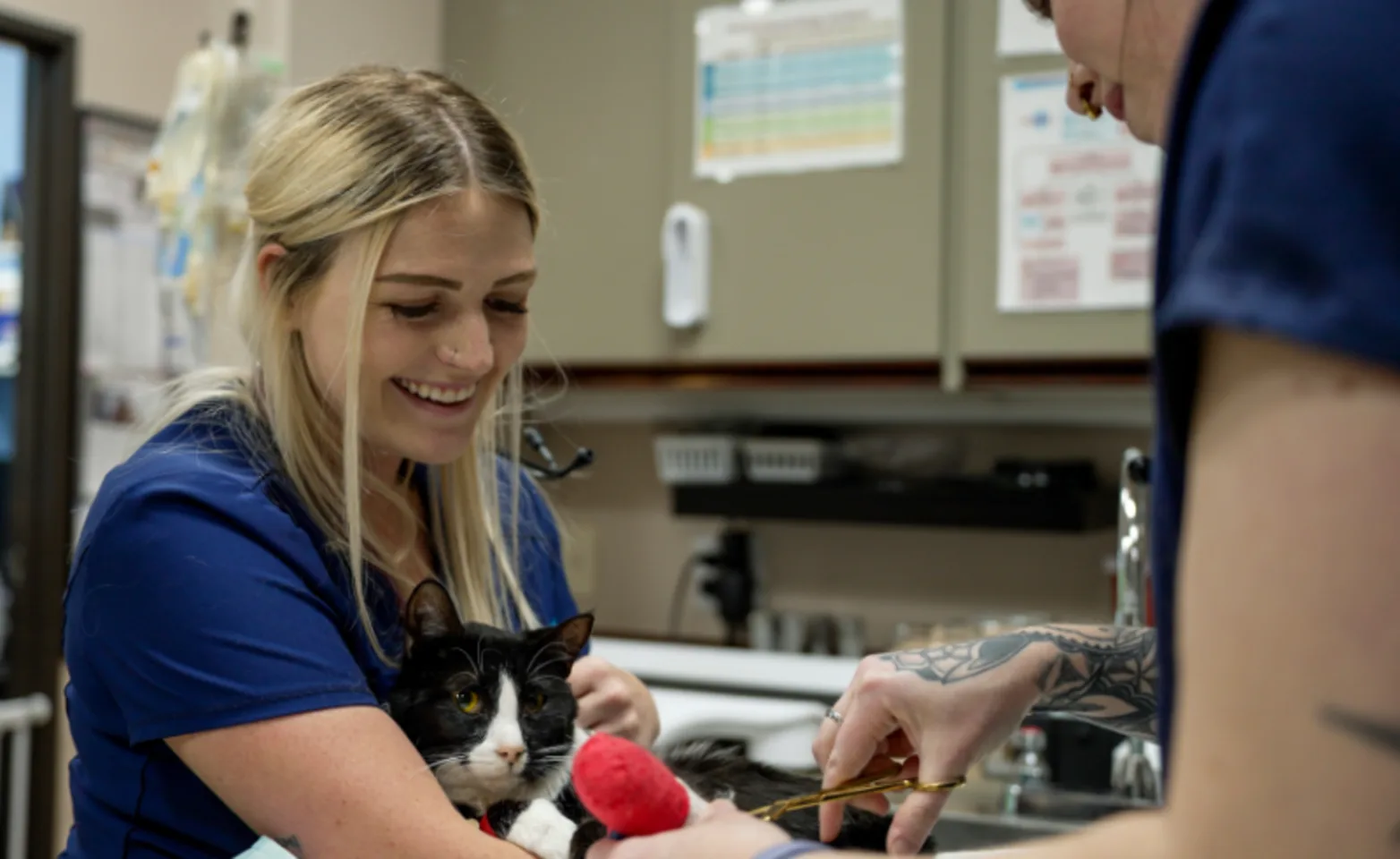 Staff Bandaging Cat Staff Bandaging Cat