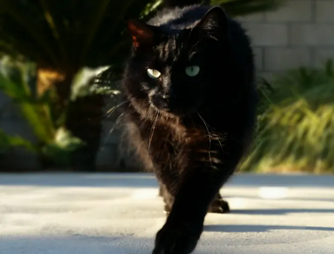 Eclipse (Black Cat) Eclipse (Black Cat)