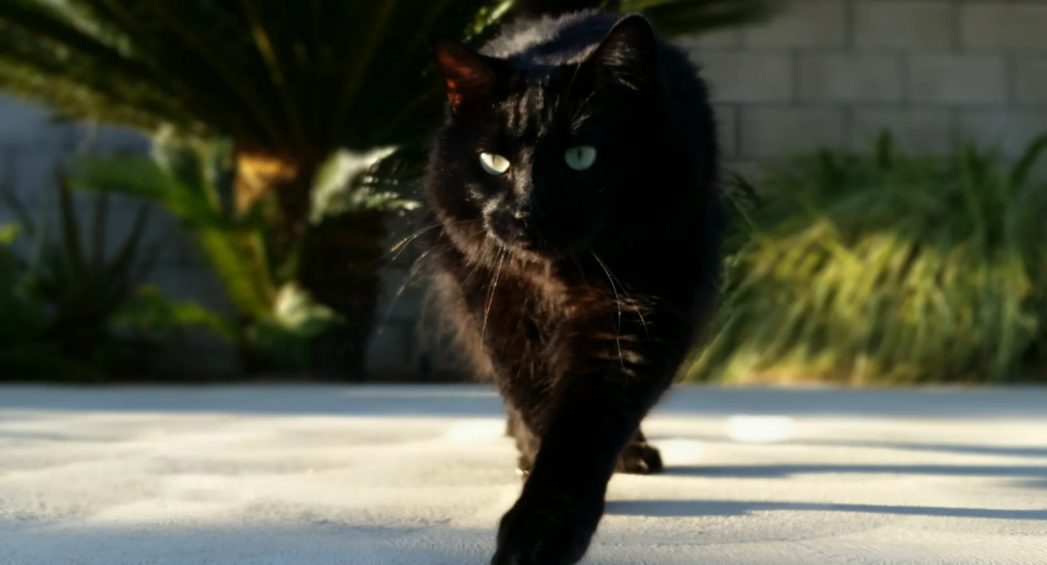 Eclipse (Black Cat) Eclipse (Black Cat)