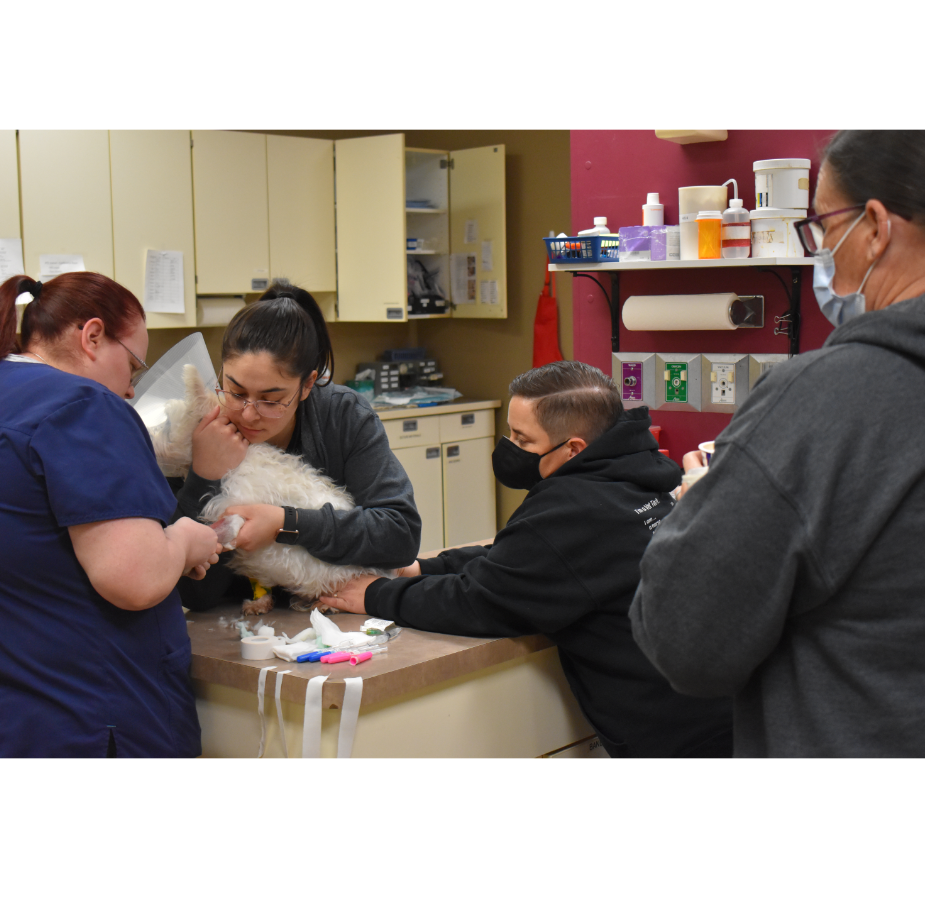 Staff Members Checking Up on Dog