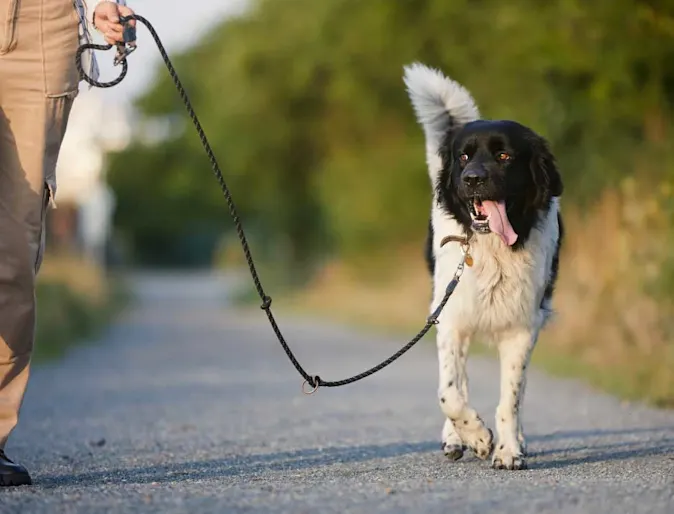 A black and white dog walking on a leash along a gravel path A black and white dog walking on a leash along a gravel path