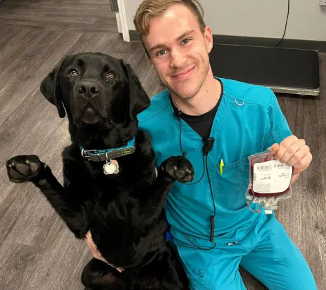 Staff member dressed in blue holding a blood bag and posing next to a black dog