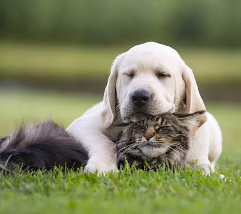 dog and cat sleeping in a grassy field 