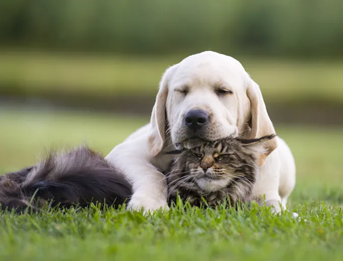 dog and cat sleeping in a grassy field 