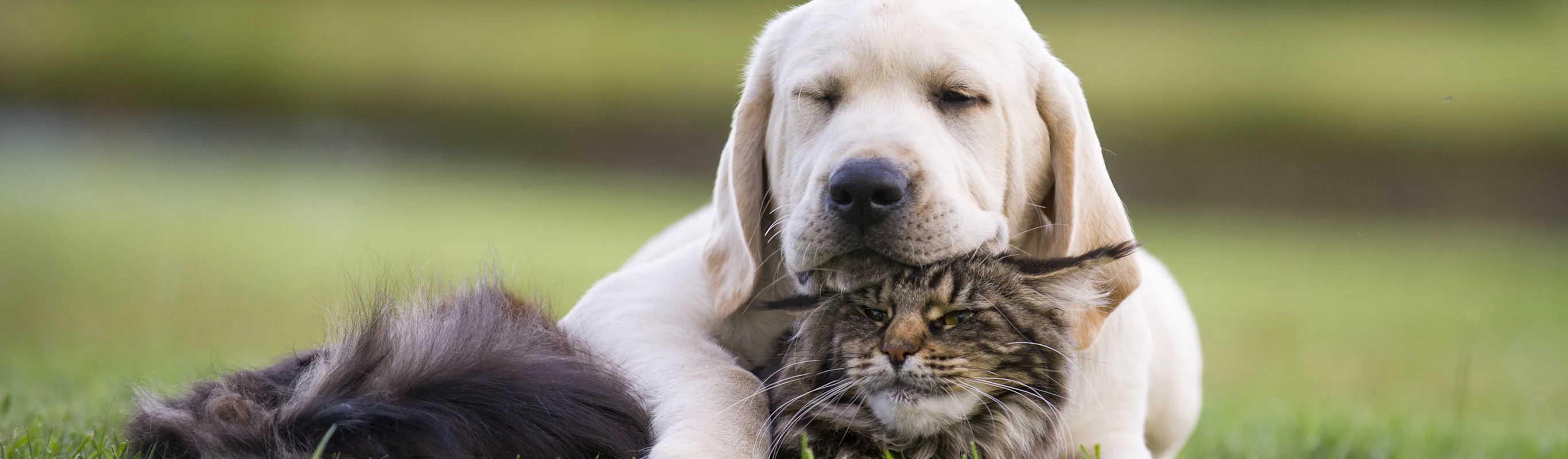 dog and cat sleeping in a grassy field dog and cat sleeping in a grassy field