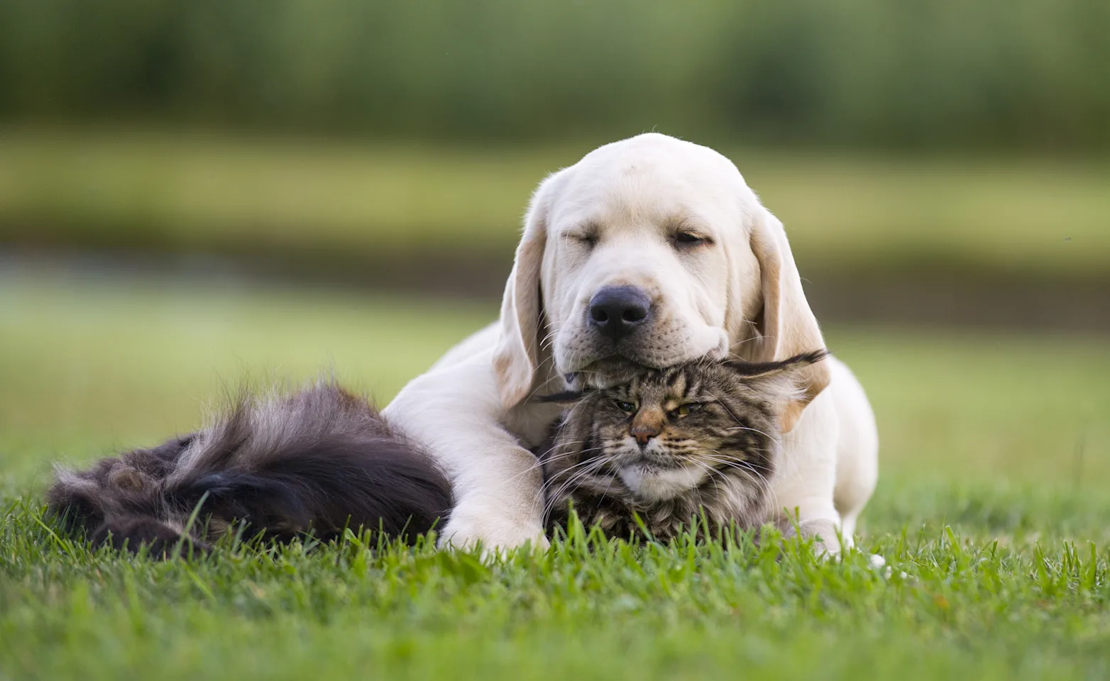 dog and cat sleeping in a grassy field dog and cat sleeping in a grassy field