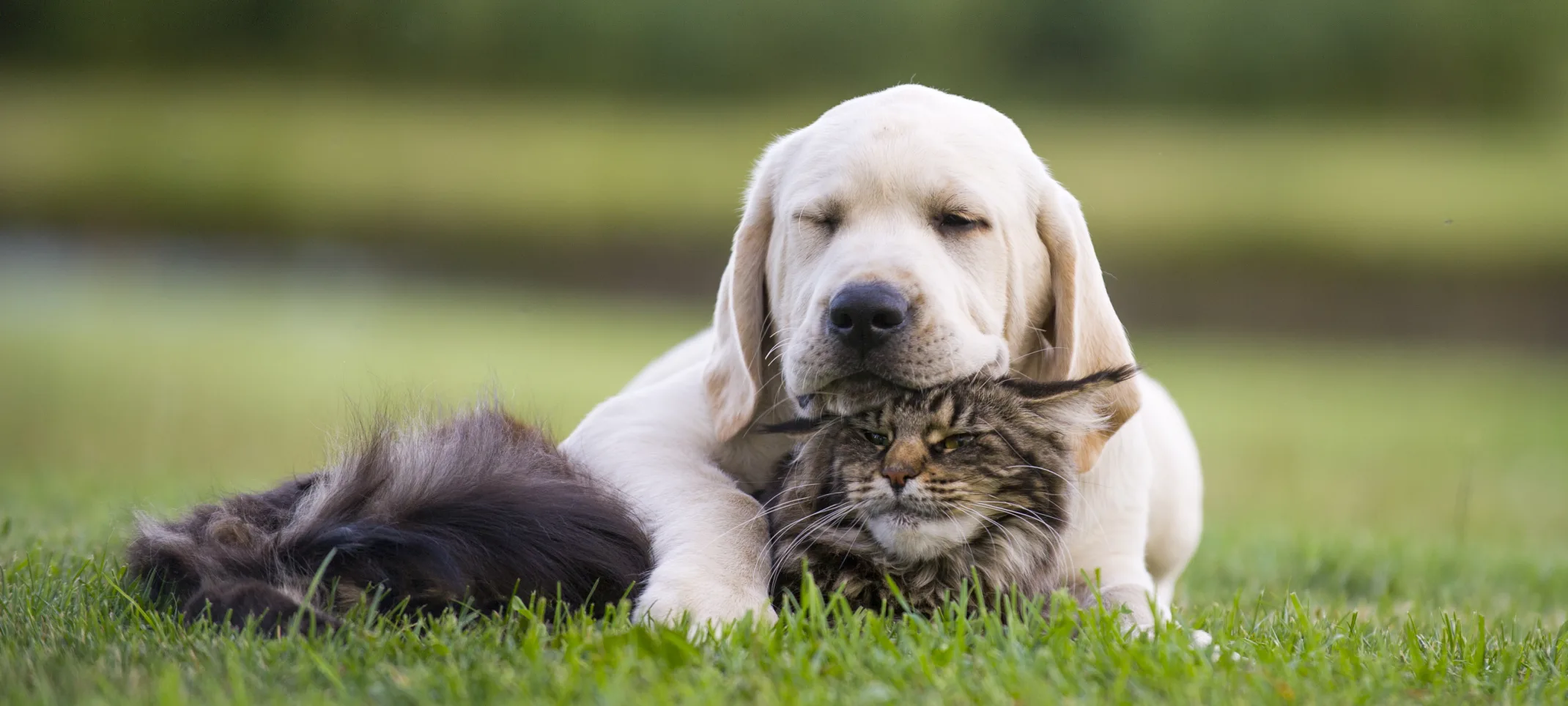 dog and cat sleeping in a grassy field 