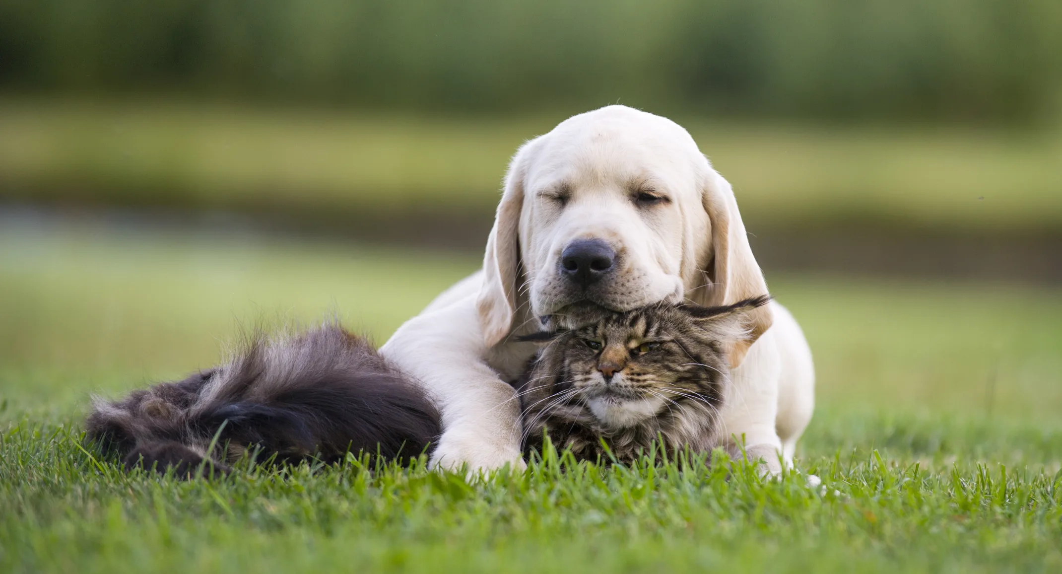 dog and cat sleeping in a grassy field 