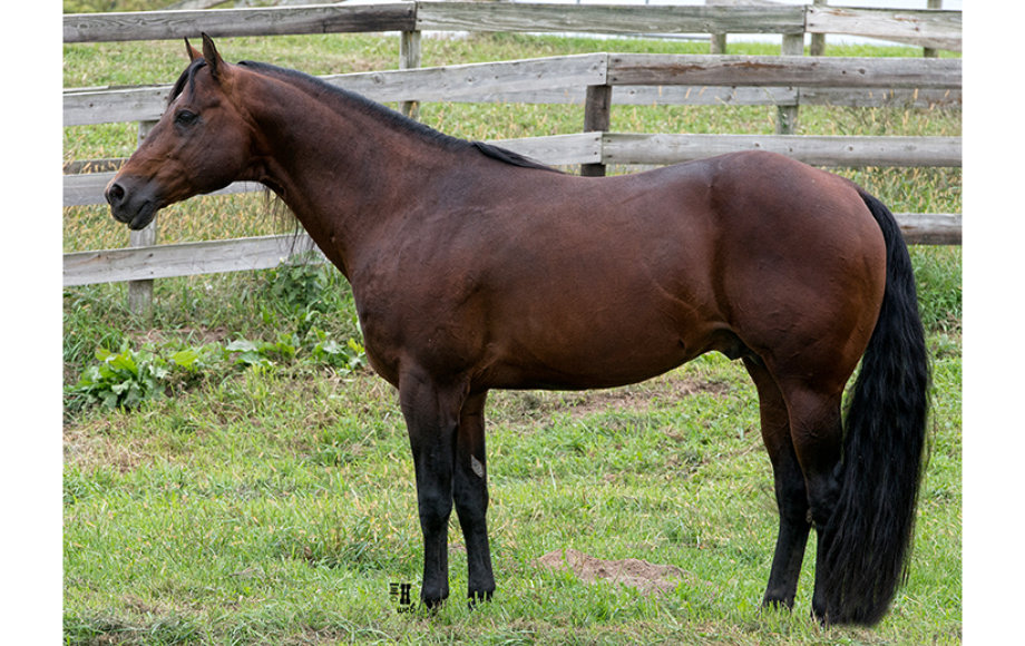 Abraham's Equine Clinic - Presidential Order
