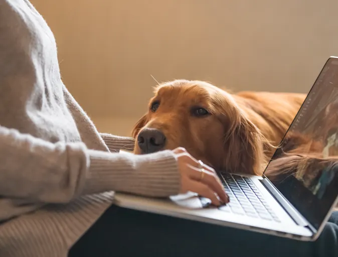 dog laying head on lap of woman on her laptop dog laying head on lap of woman on her laptop