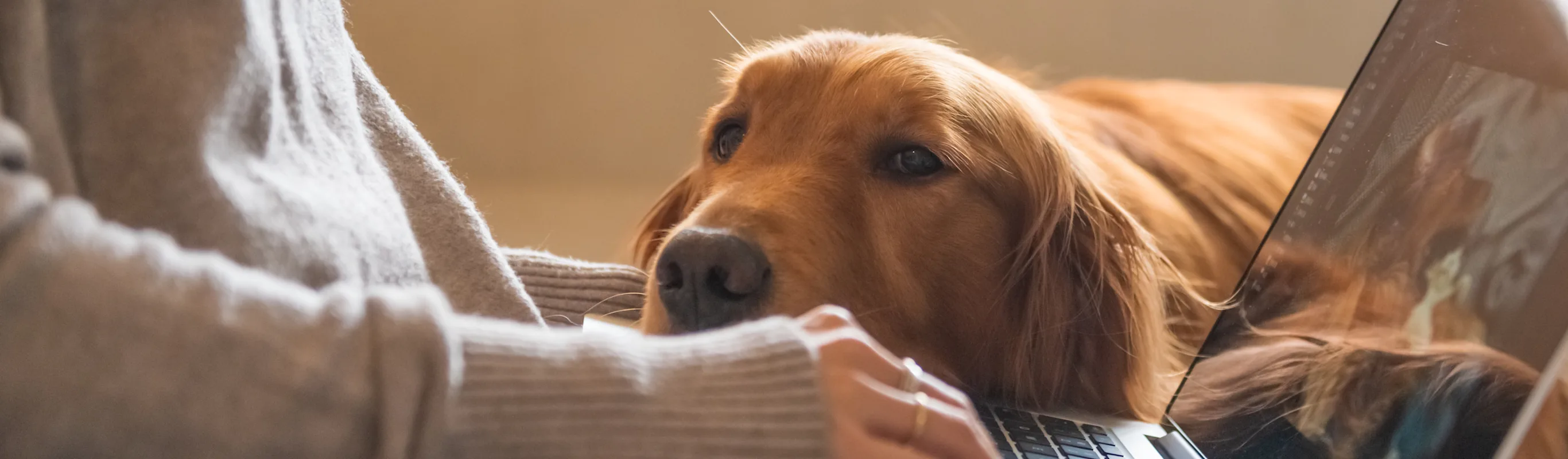 dog laying head on lap of woman on her laptop