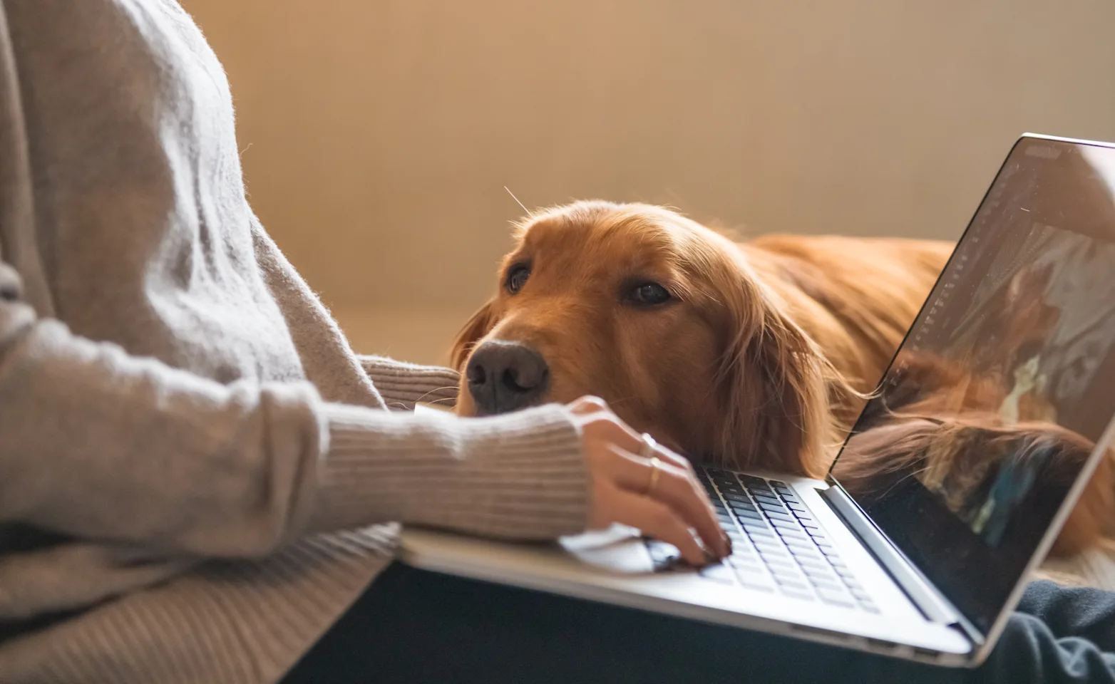 dog laying head on lap of woman on her laptop dog laying head on lap of woman on her laptop