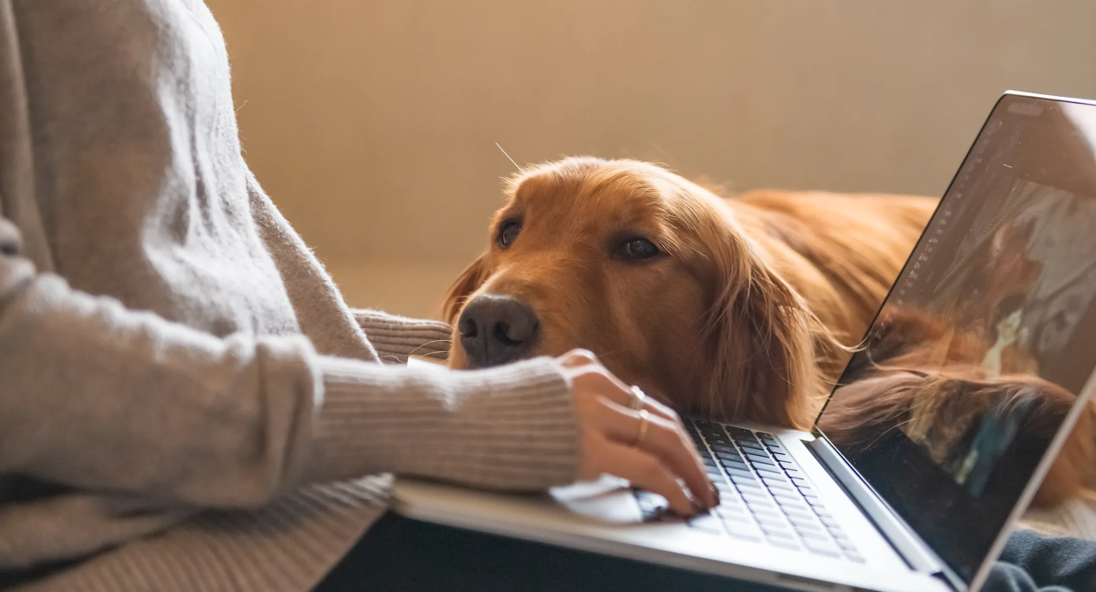 dog laying head on lap of woman on her laptop dog laying head on lap of woman on her laptop