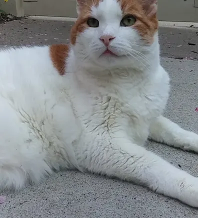 Mr. P the cat, lounging in front of a gate Mr. P the cat, lounging in front of a gate
