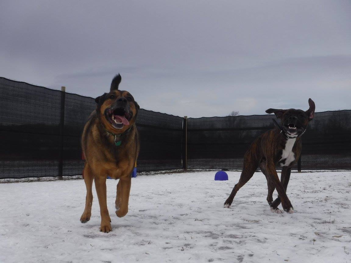 Waterville Veterinary Clinic Dog in Snow