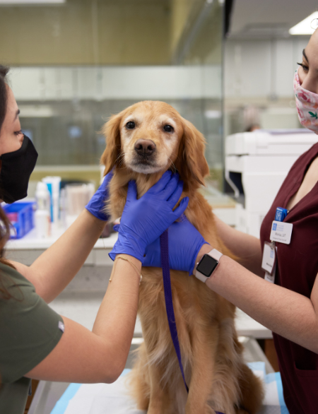 Vets holding golden retriever on exam table