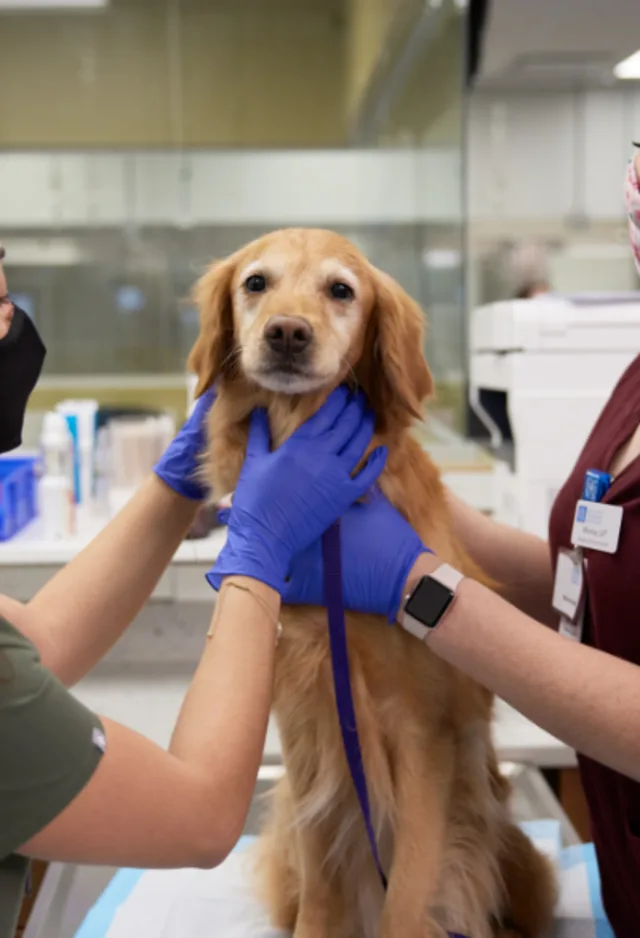 Vets holding golden retriever on exam table Vets holding golden retriever on exam table