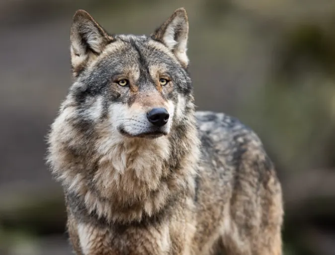 Close up image of a wolf.