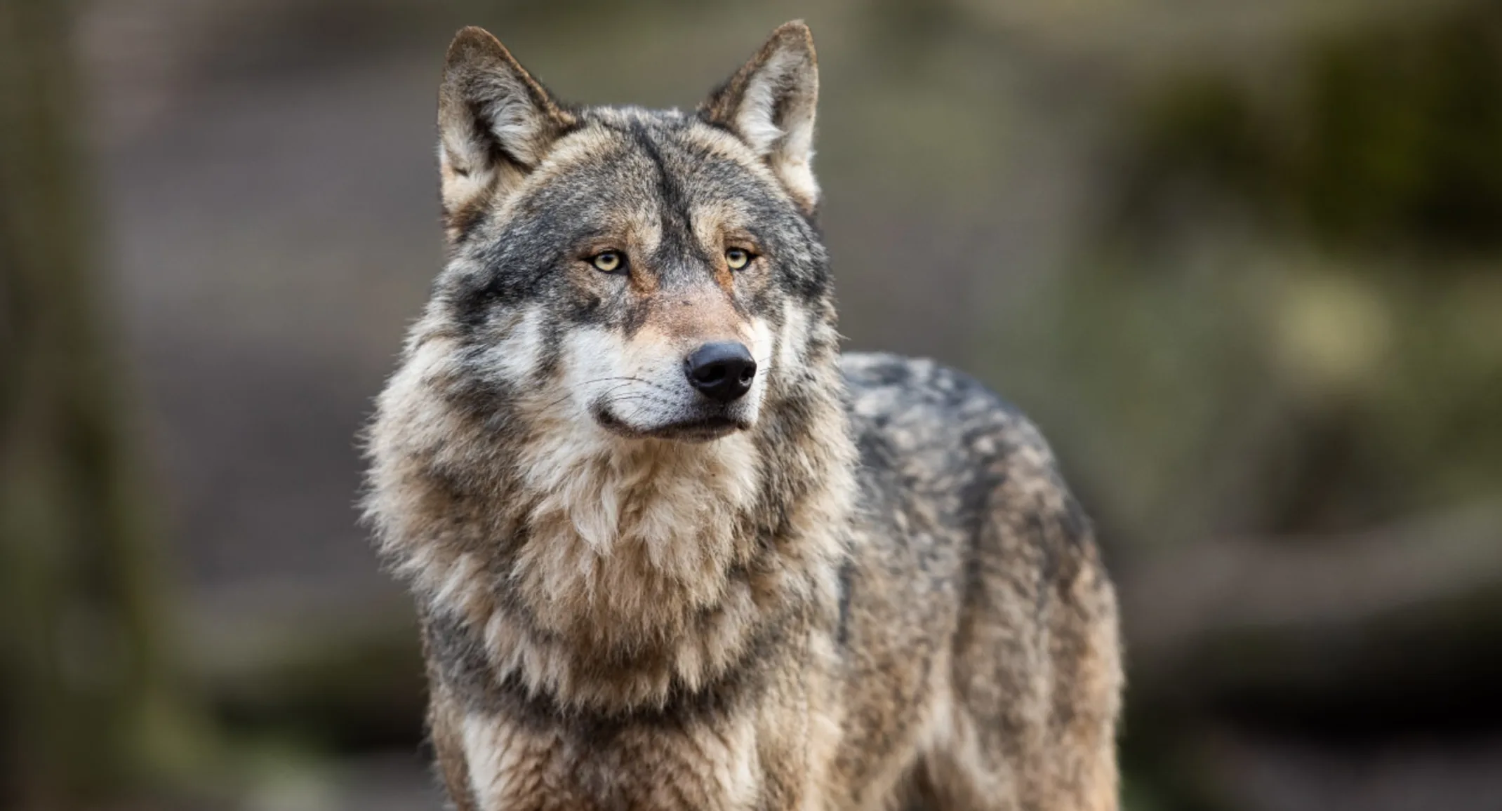 Close up image of a wolf.