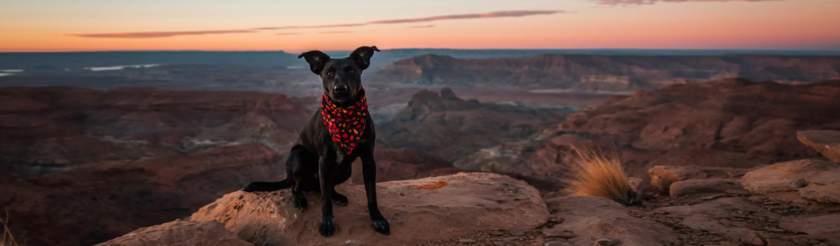 Black Dog with Red Bandana Overlooking Canyon