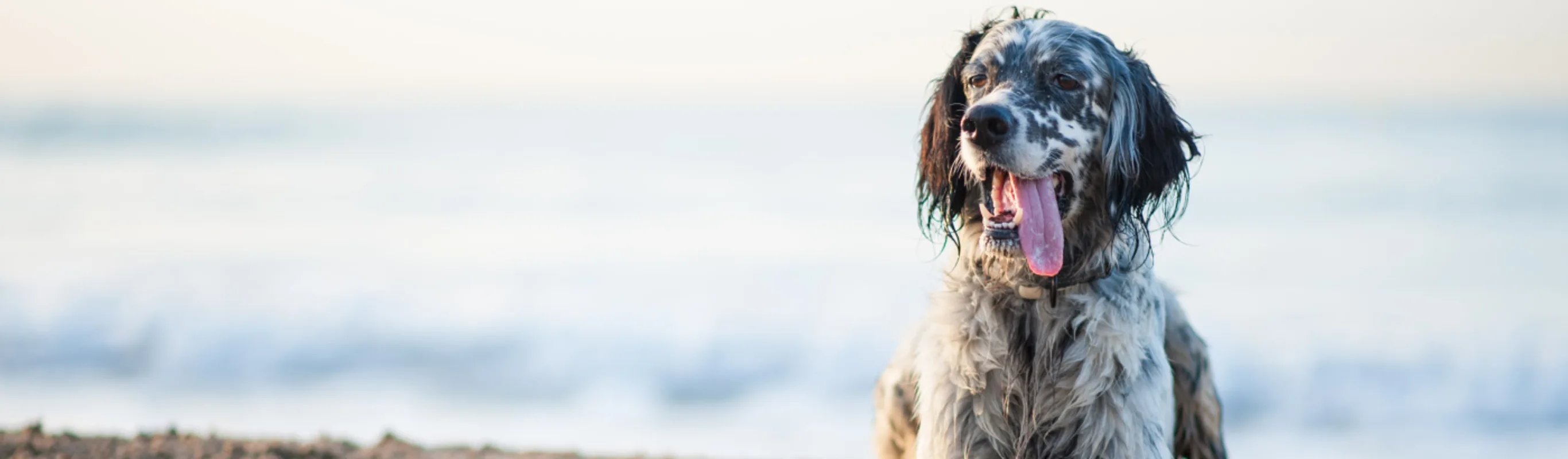 Old english setter laying in sand on beach