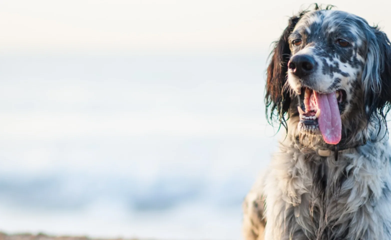 Old english setter laying in sand on beach Old english setter laying in sand on beach