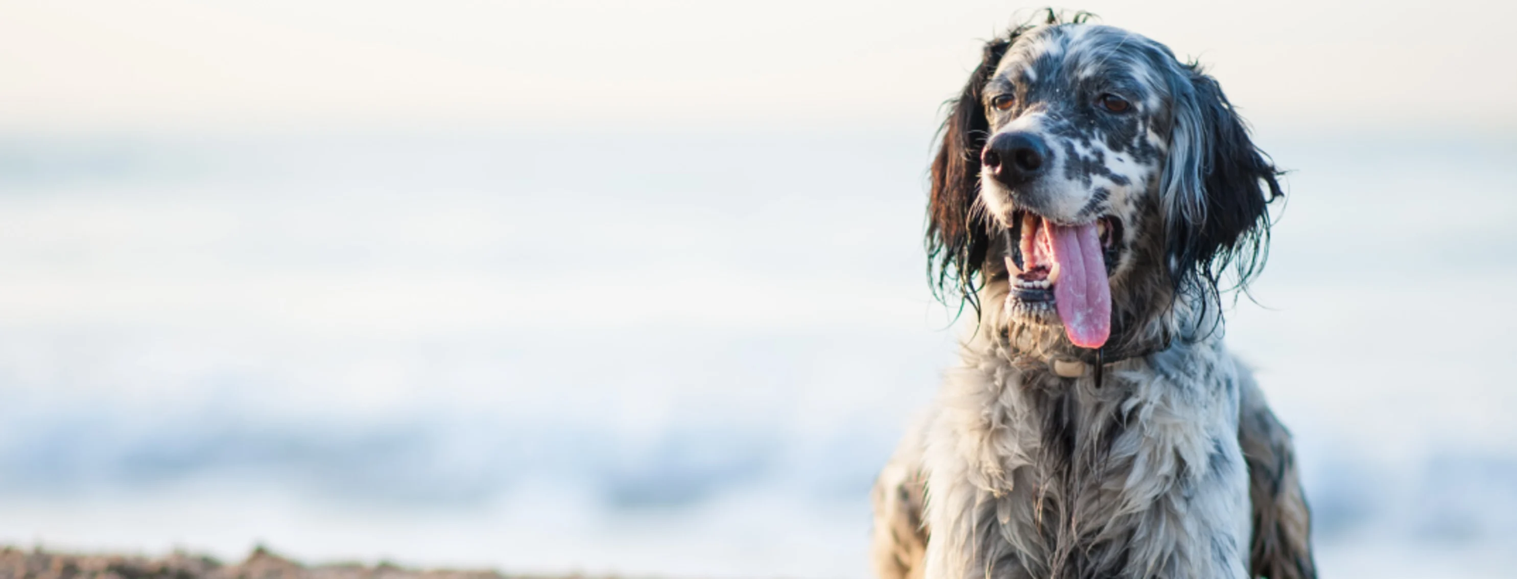 Old english setter laying in sand on beach