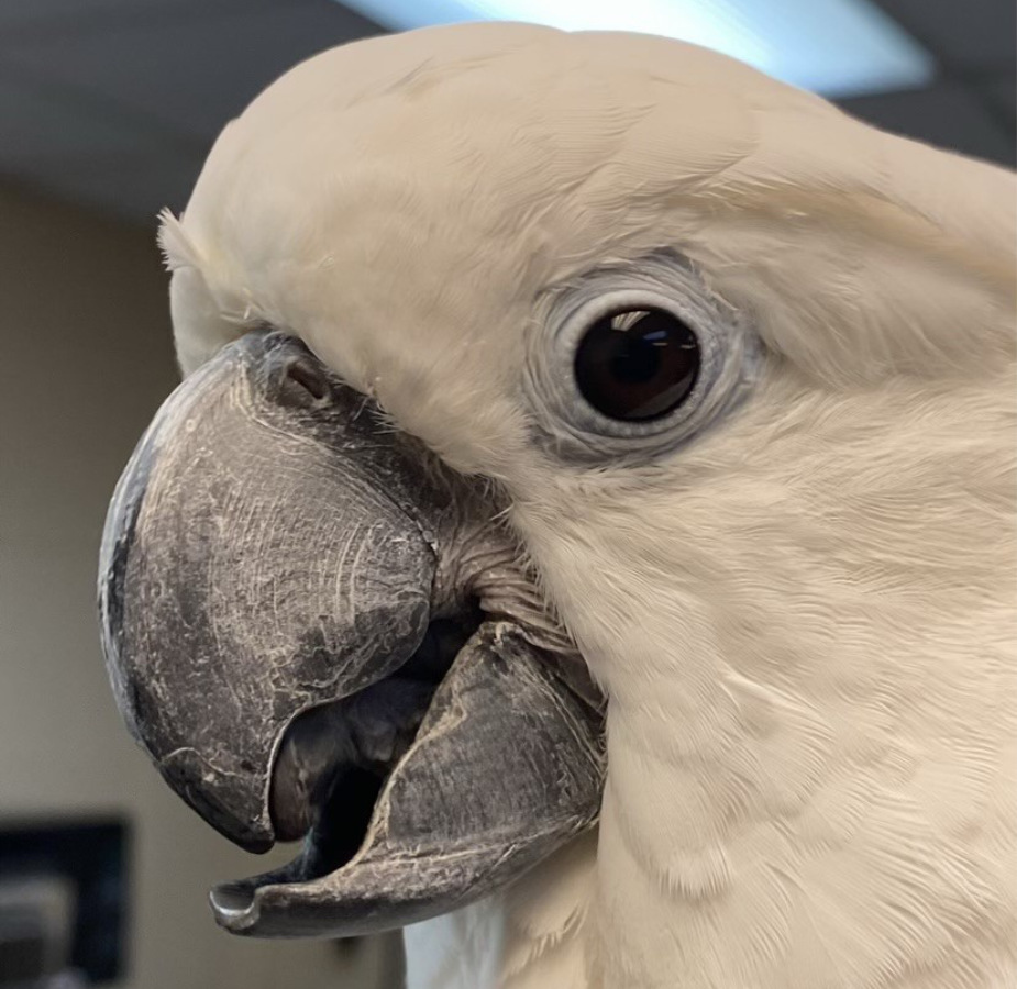 Close up of white bird