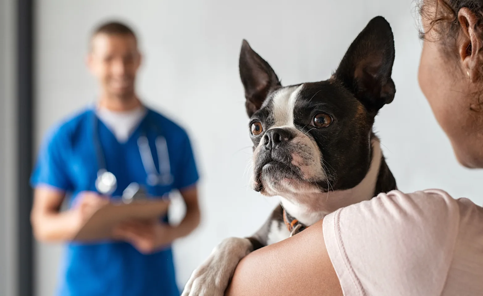 Vet and Owner with Boston Terrier Vet and Owner with Boston Terrier
