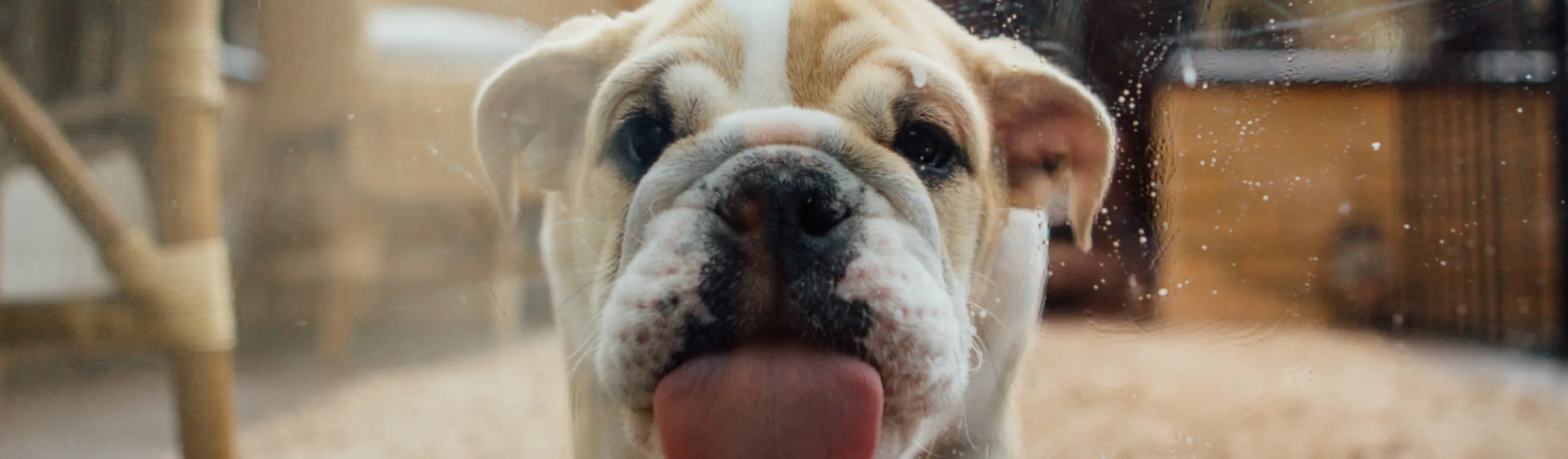 Little bulldog licking a window