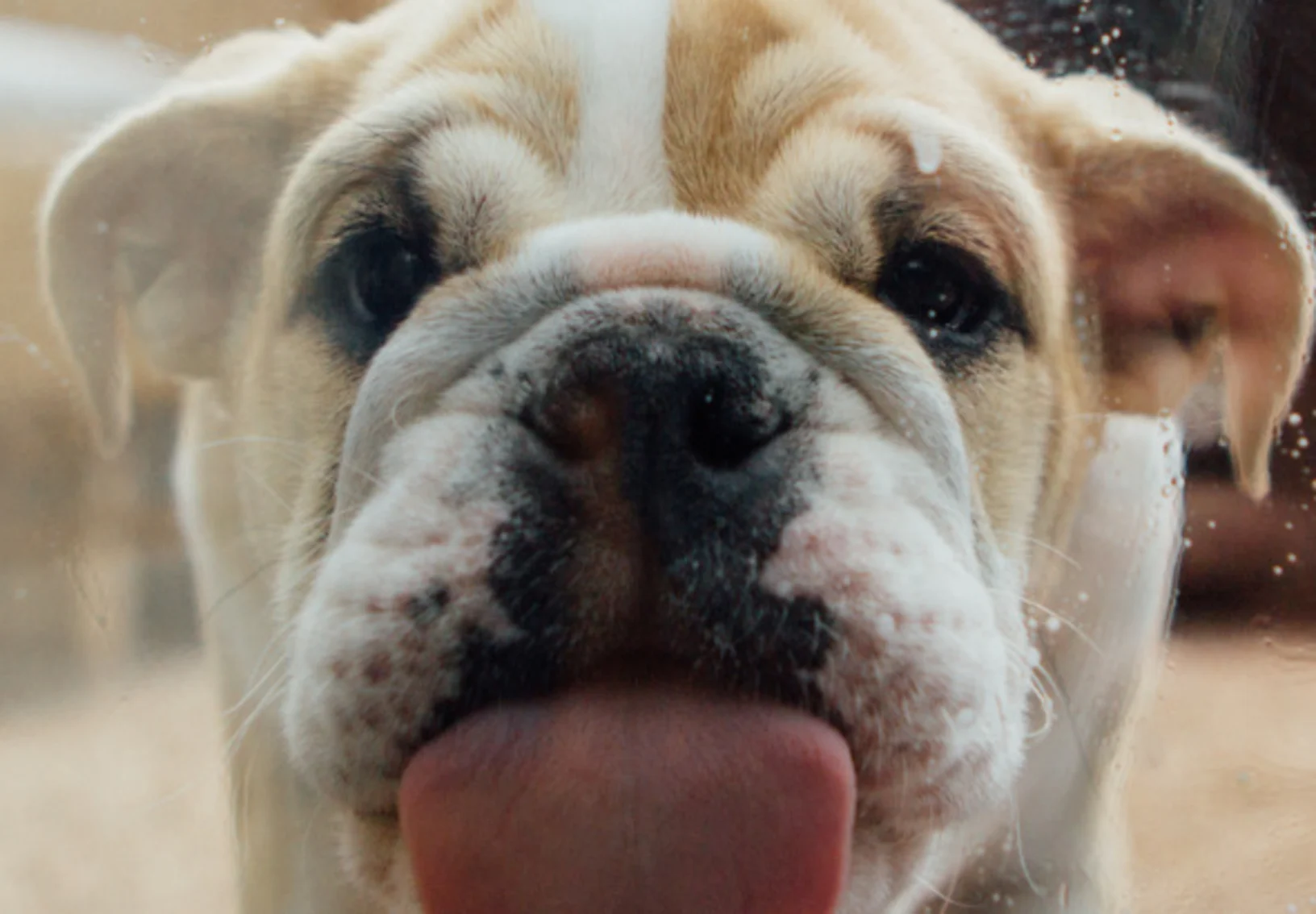 Little bulldog licking a window