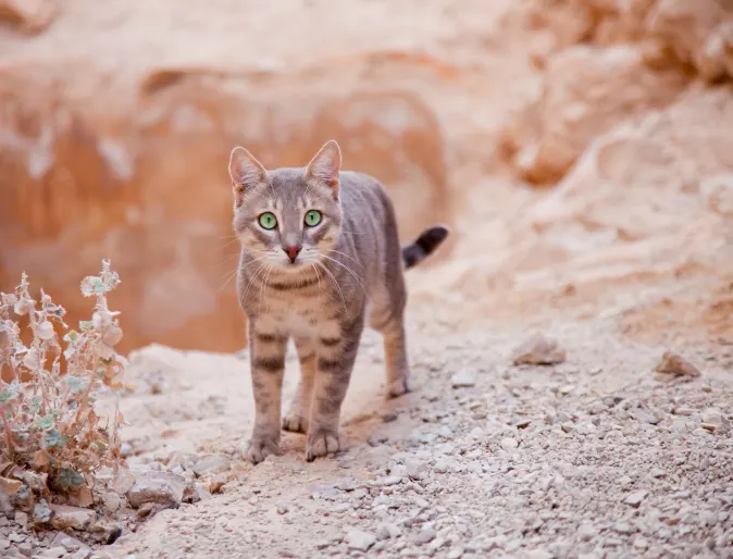 Cat with Green Eyes 