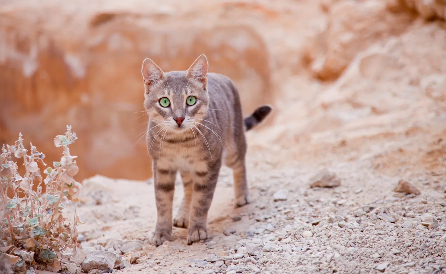 Cat with Green Eyes 